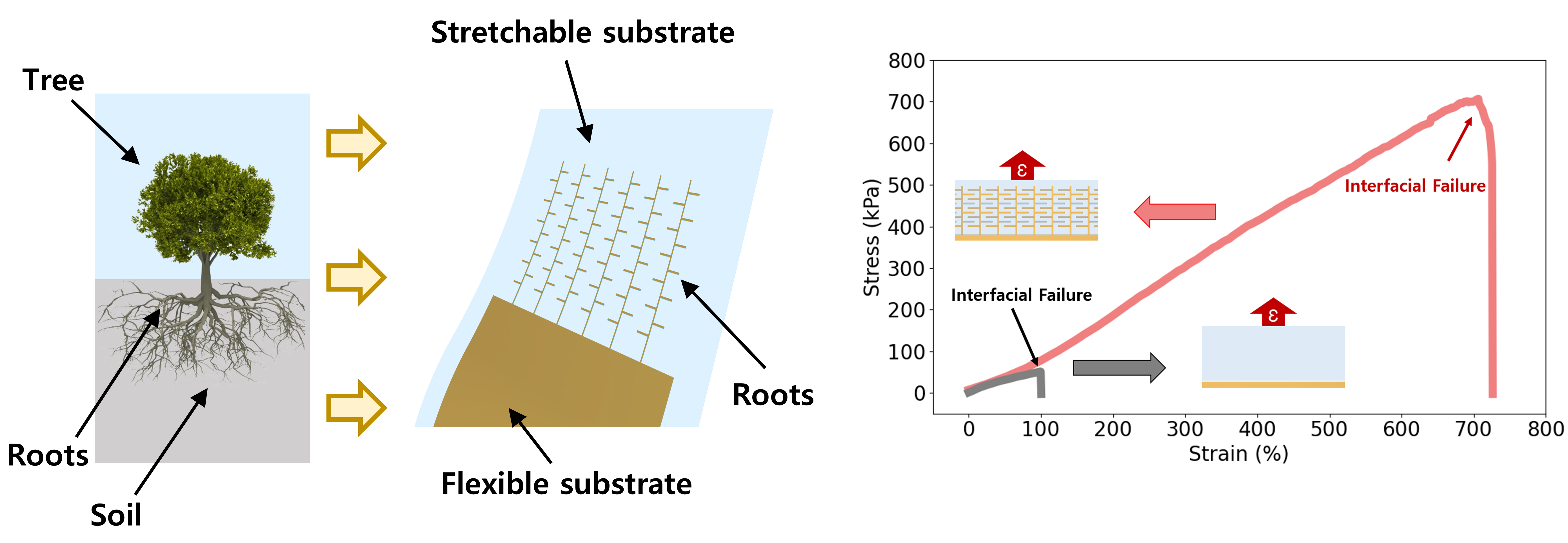 Bioinspired Design Boosts Stretchability Of&nbsp;Electronic